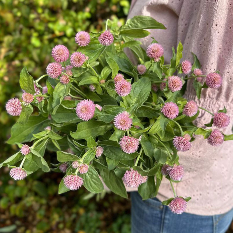 Klotamarant, rosa