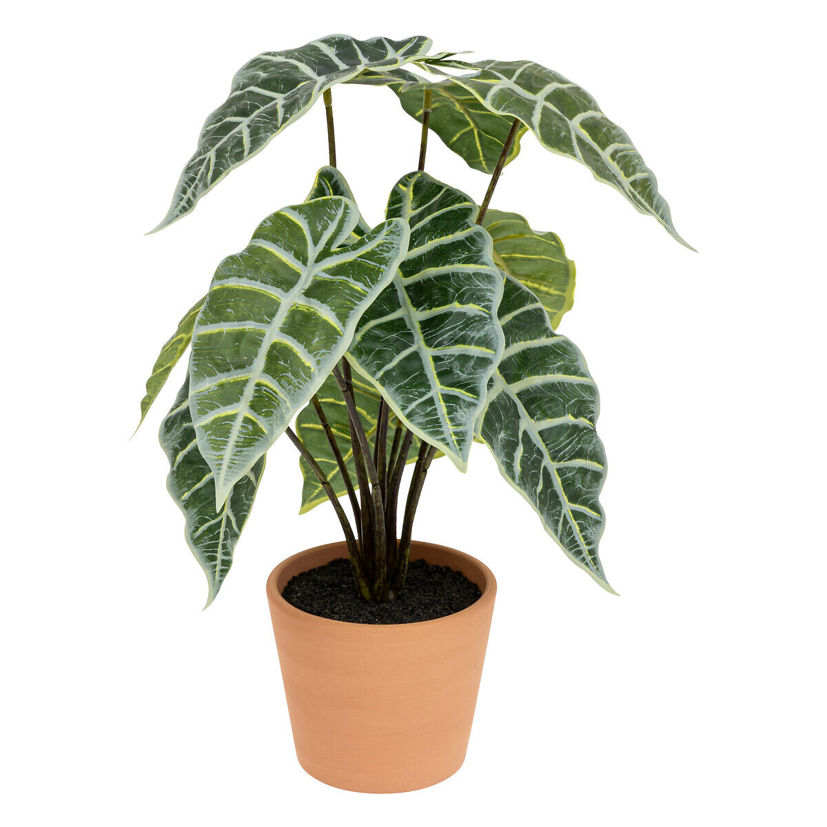 Planta alocasia verde 43cm