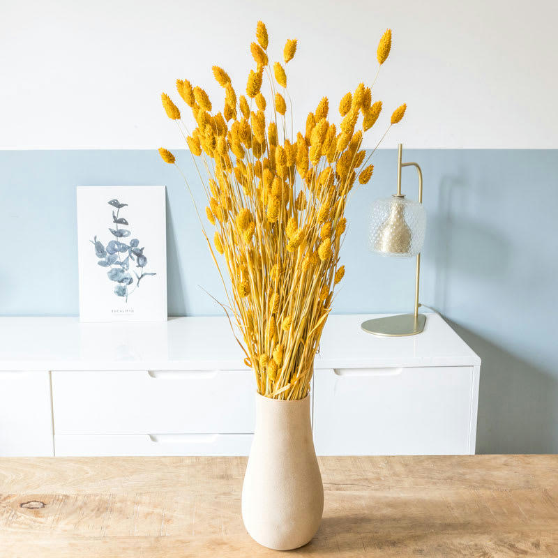 - Bouquet de fleurs séchées : Phalaris ocre. 180 à 220 tiges