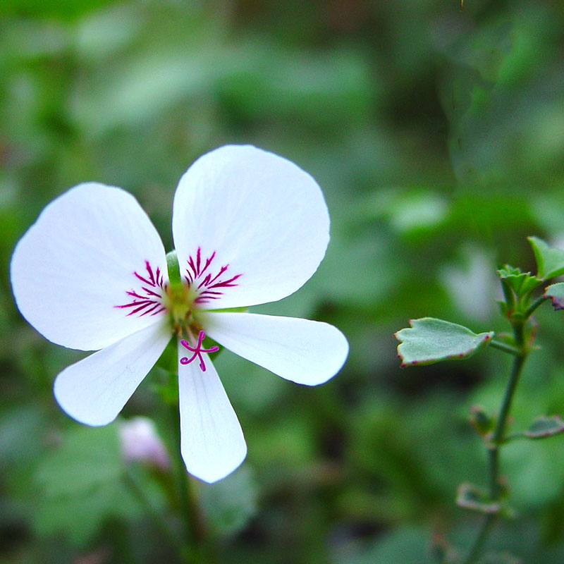 Vildpelargon P. grandiflorum