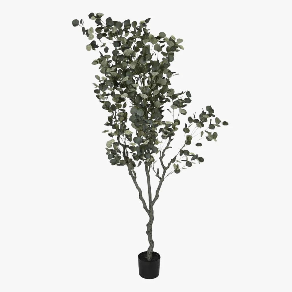 Planta de Eucalipto 220cm EVERLEAF