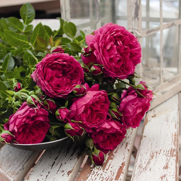 Strauchrose, Rosa x hybride »Soul®«, Blüte: violett, gefüllt