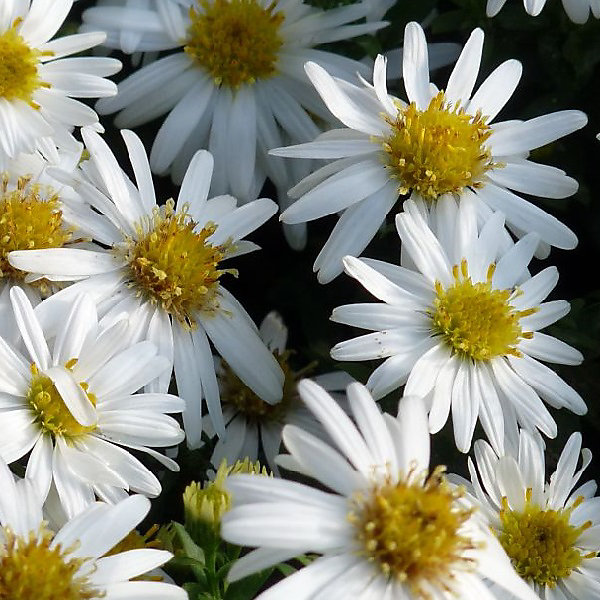 6 x Aster 'Monte Cassino' - godet 9cm x 9cm
