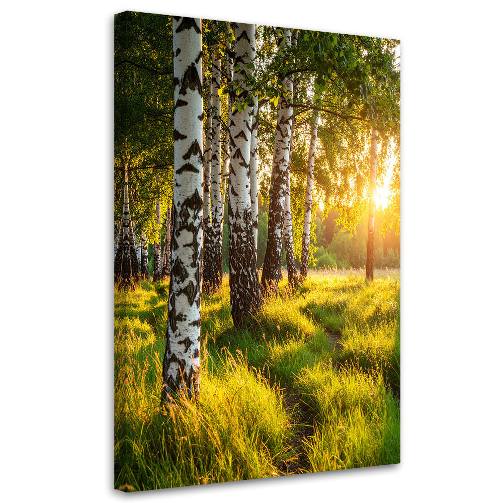 Obraz do salonu sypialni biura, Brzozowy las natura pejzaż 20x30