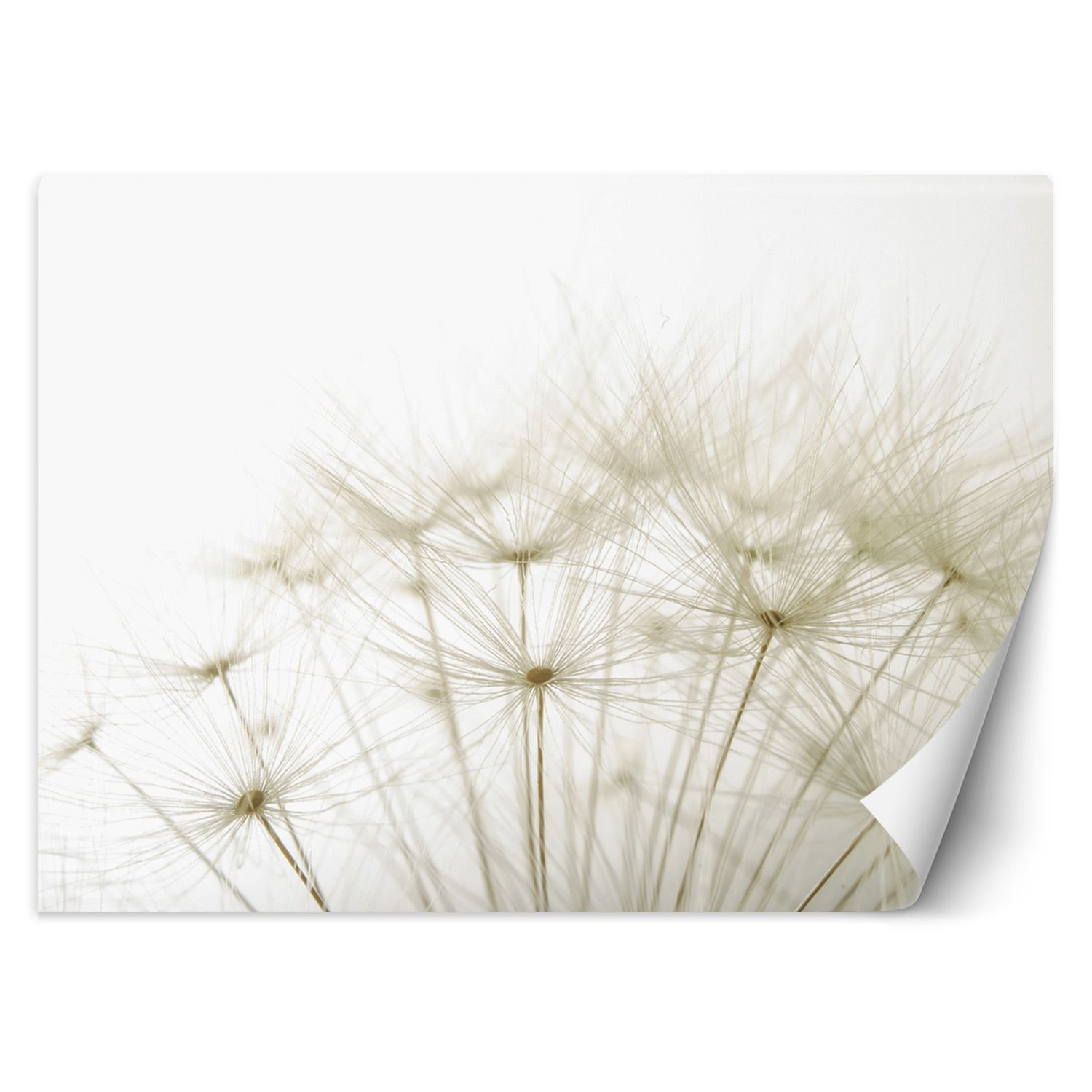 Feeby Fototapeta, Dmuchawce rośliny natura 150x105