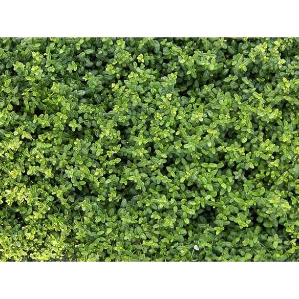 Spindelstrauch, fortunei Euonymus »Minimus«, Blattfarbe: grün