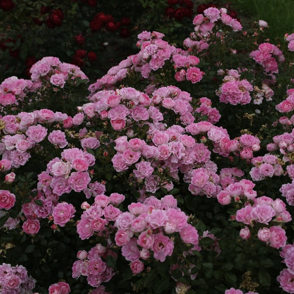 Patiorose, Rosa »Flirt 2011®«, Blüten: rosa