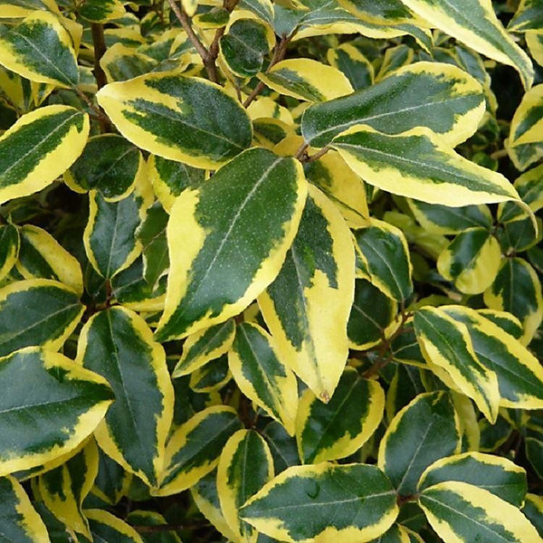 2 x Chalef 'Gilt Edge' - Elaeagnus ebbingei 'Gilt Edge'- 30-40 cm pot