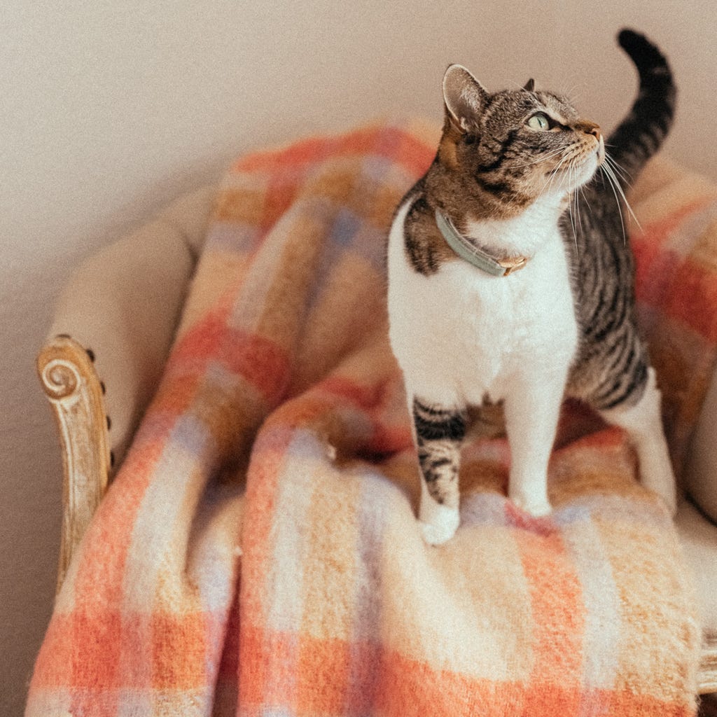 Manta de Acrílico com Franjas Multicolor WOODLAND