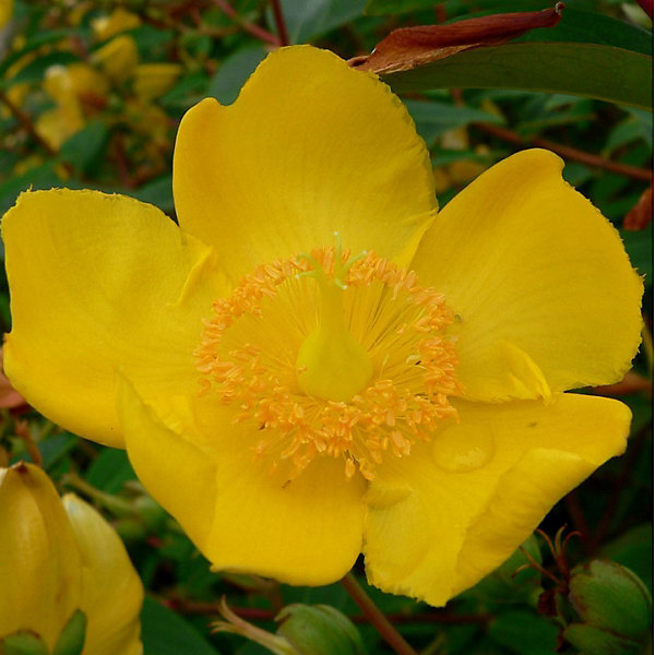 2 x Millepertuis 'Hidcote' - Hypericum 'Hidcote'- 50-60 cm pot