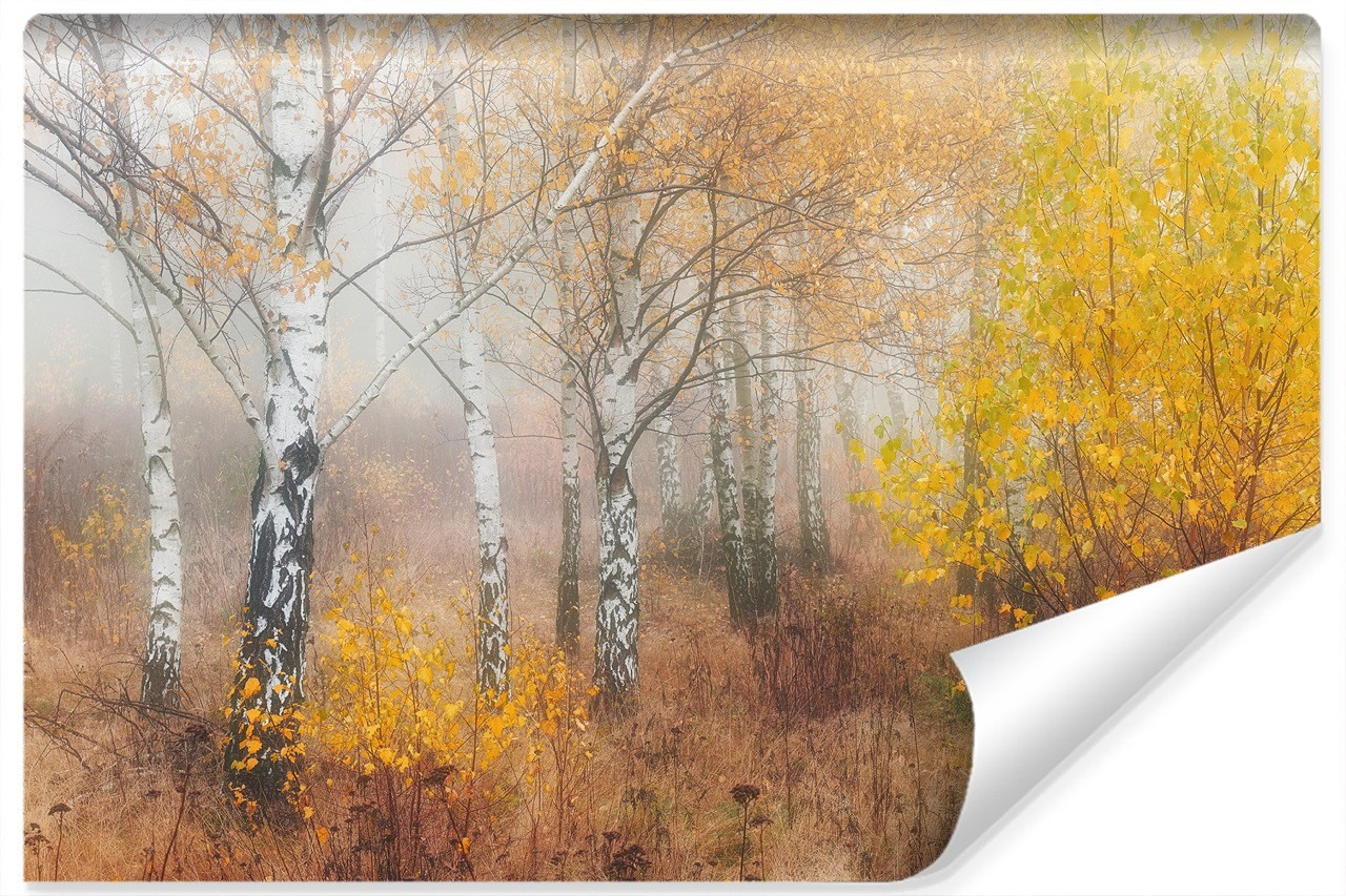 Fototapeta LAS Brzozowy We Mgle Natura 3D 90x60cm