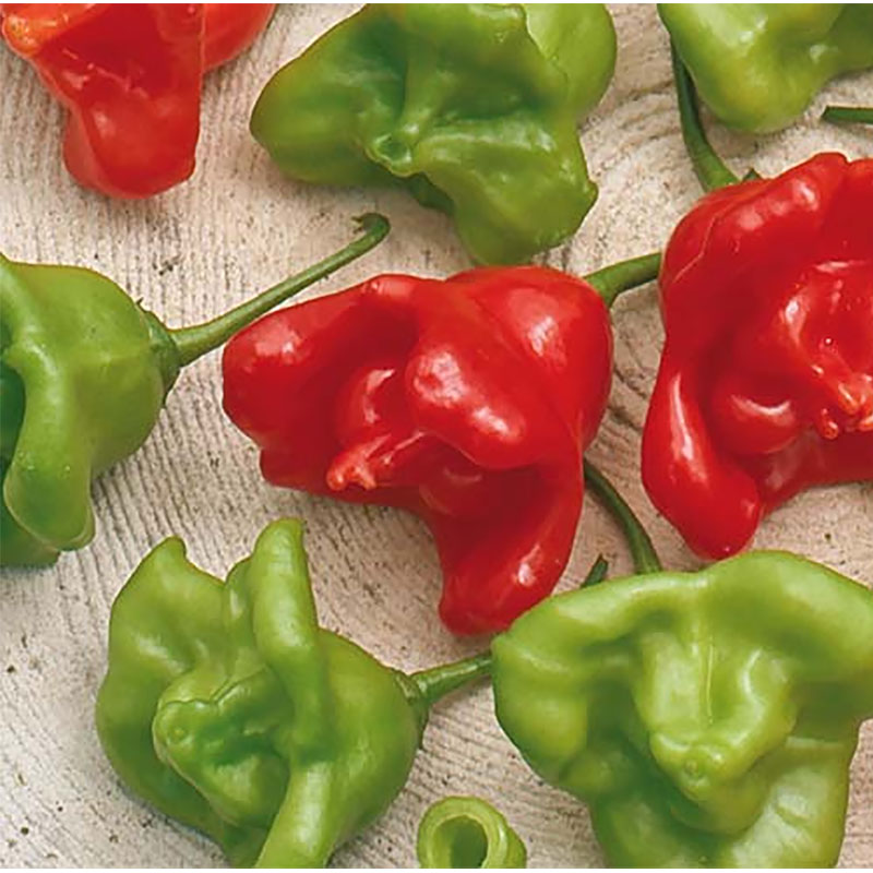Chili 'Jamaican Bell'