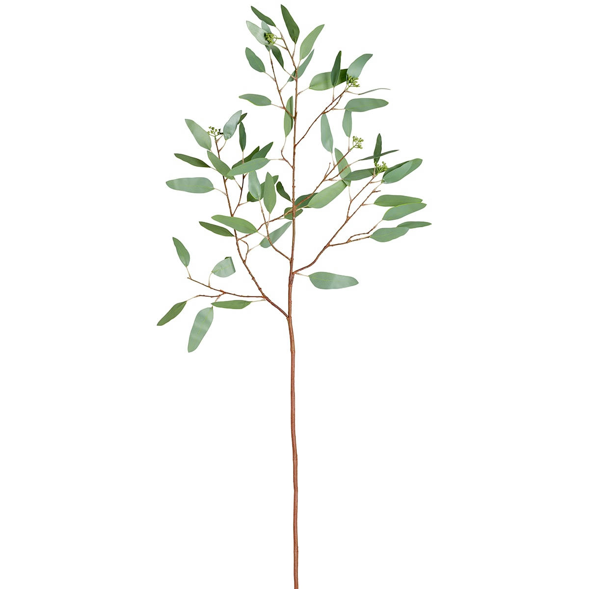 - Eucalyptus et graines h108