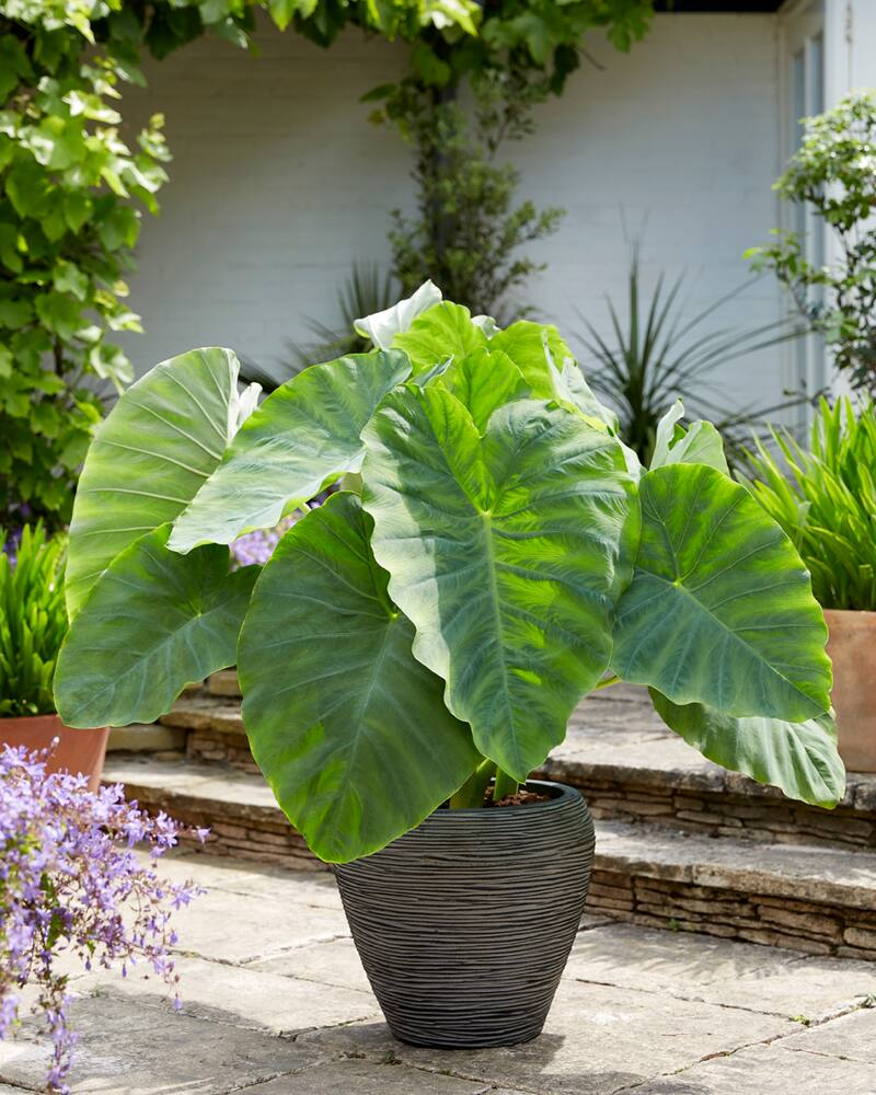 Bulbs Are Easy, Elephant Ear Bulb, Colocasia Cintho Coco, Ready to Plant for your Home Garden