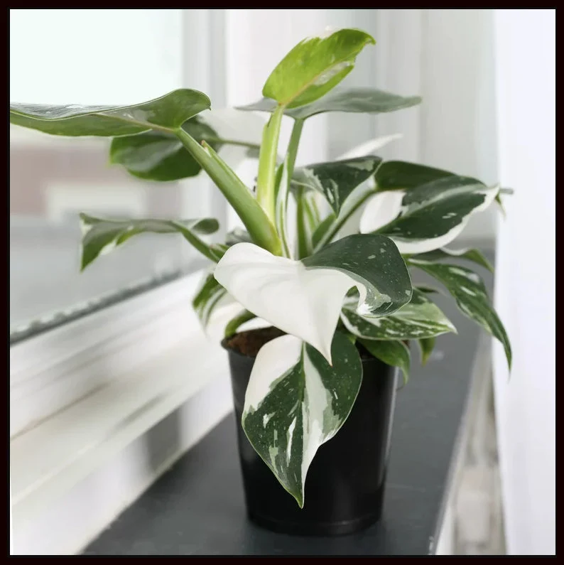 White Wizard Philodendron Houseplants Live Plant in Pot indoor 2.5
