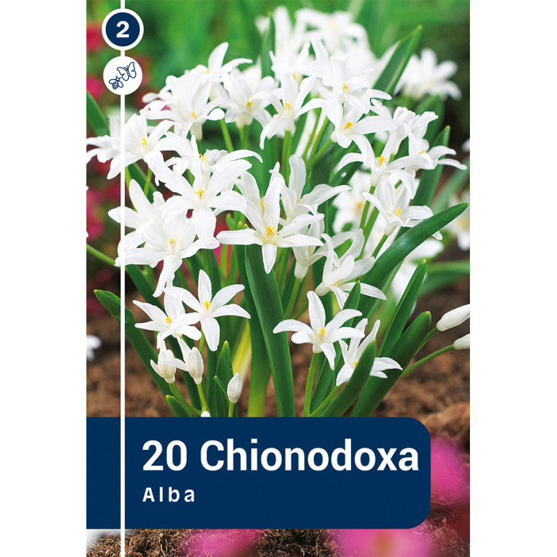 Bulbes de Chionodoxa Alba 20 pièces