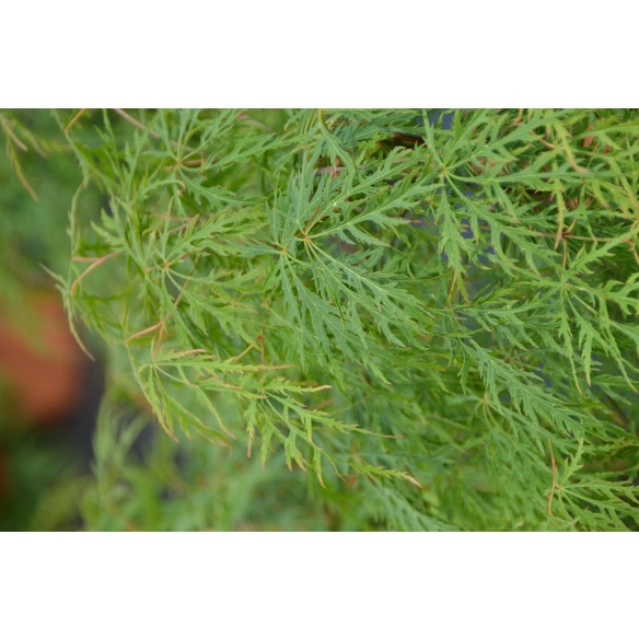 Grüner Schlitzahorn, Acer palmatum »Dissectum Viridis«, Blätter: hellgrün