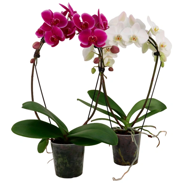 Orchidee, Ø: 14 cm, bunt, Indoor
