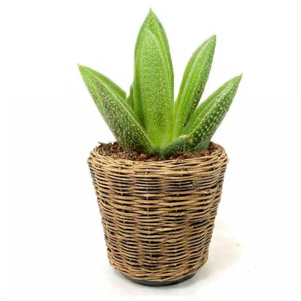 Van der Leeden Planten mand - rotan - 39x36cm - drypot