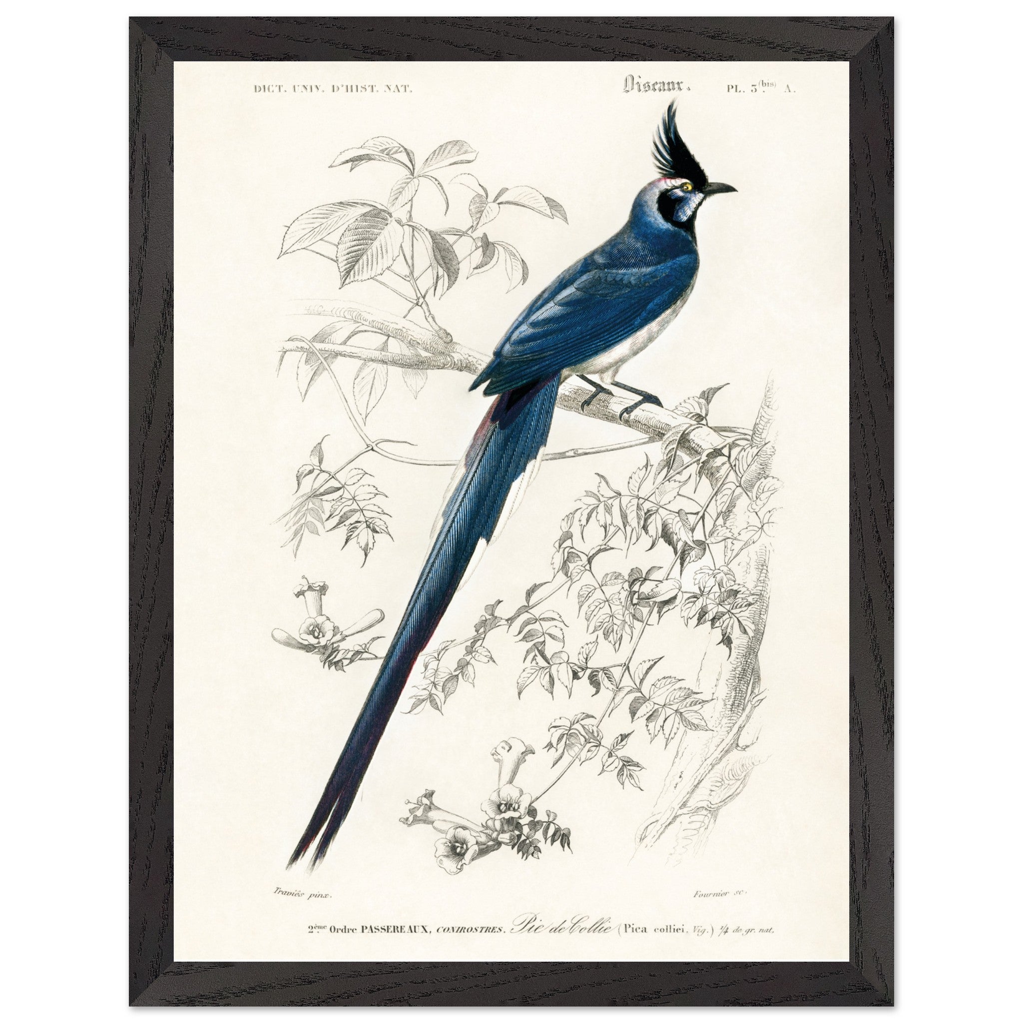 Artfulprints Poster met Lijst Charles Dessalines d'Orbigny - Black-throated magpie-jay (pica colliei)  - 30x40 cm - Blauw