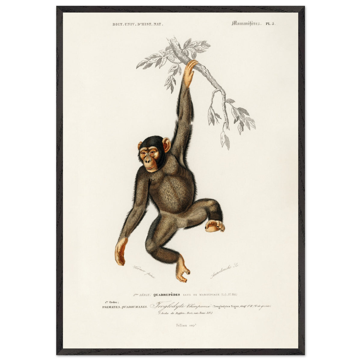 Artfulprints Poster met Lijst Charles Dessalines d'Orbigny - Chimpangze (troglodyte chimpanze)  - 70x100 cm - Bruin