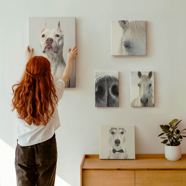 Obraz canvas 5 części Zwierzęce portrety|20x30, 30x30, 40x60|Wallfluent