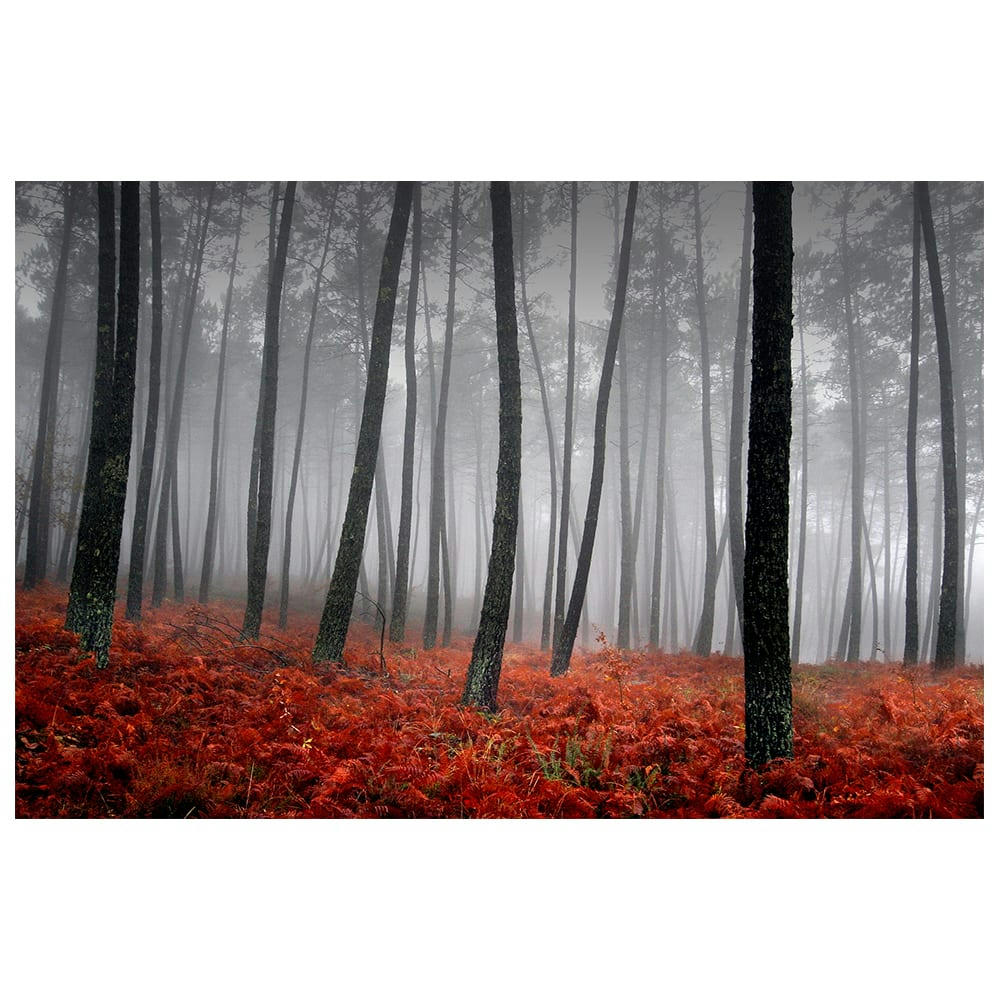 - Tableau impression sur toile sous-bois prospère 60x90cm