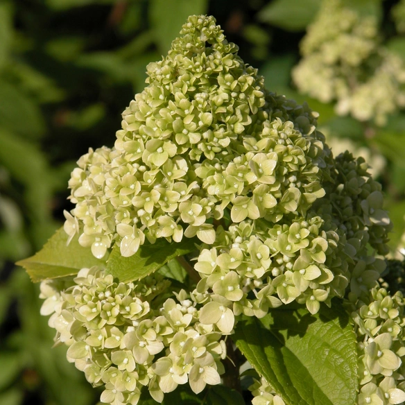 Pflanze, Rispenhortensie, Blüten weiß, 1 Stück
