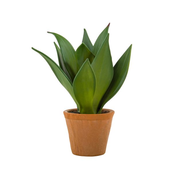 SUCULENTA AGAVE ARRANJO CHACO