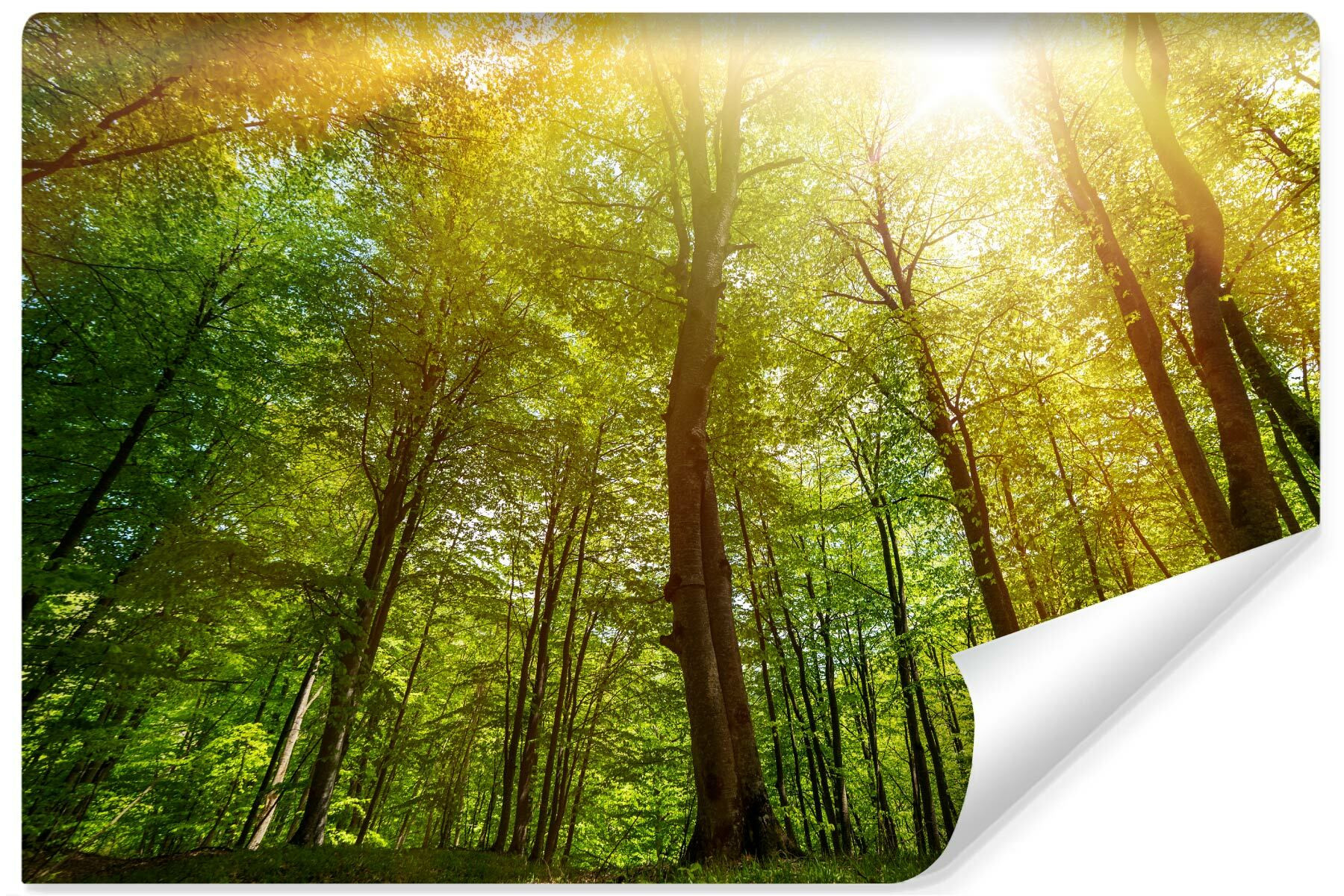 Fototapeta Do Sypialni Słońce Nad Drzewami 3D 90x60cmm