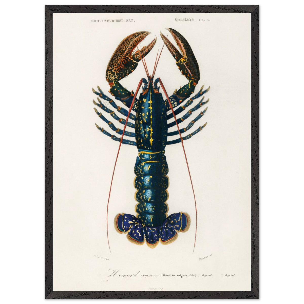 Artfulprints Poster met Lijst Charles Dessalines d'Orbigny - Crimson crawfish (palemon ornatum)  - 50x70 cm - Blauw