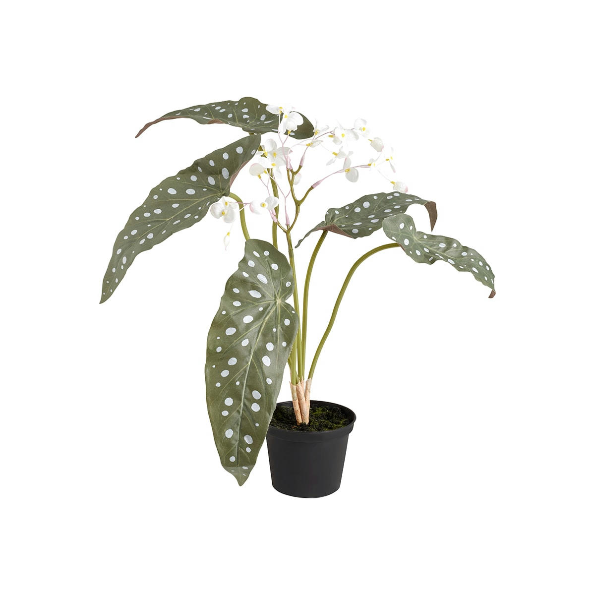 - Begonia fleuri en pot en plastique