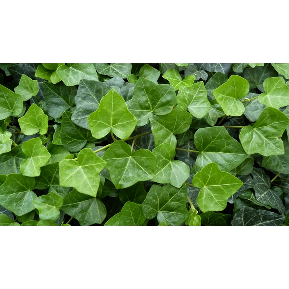 Efeu, Hedera helix »Hibernica«, Blattfarbe: grün