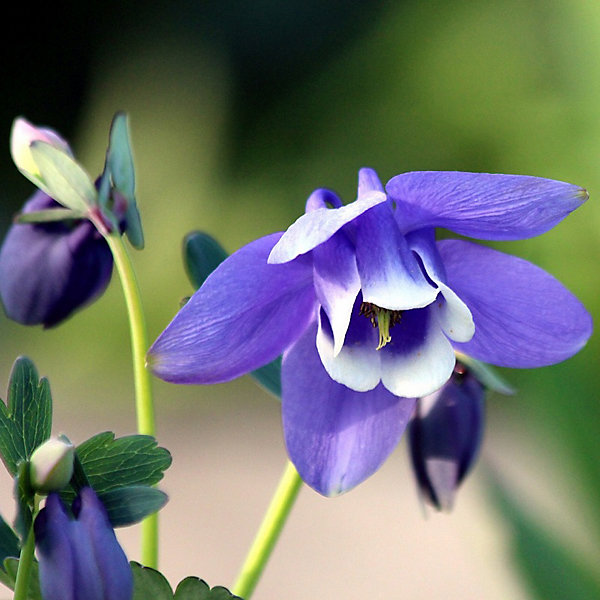 6 x Ancolie naine 'Mini Star' - Aquilegia Flabellata 'Ministar'- godet 9cm x 9cm