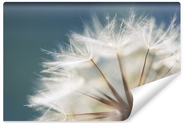 Fototapeta Ścienna Nasiona Dmuchawca 90x60cm