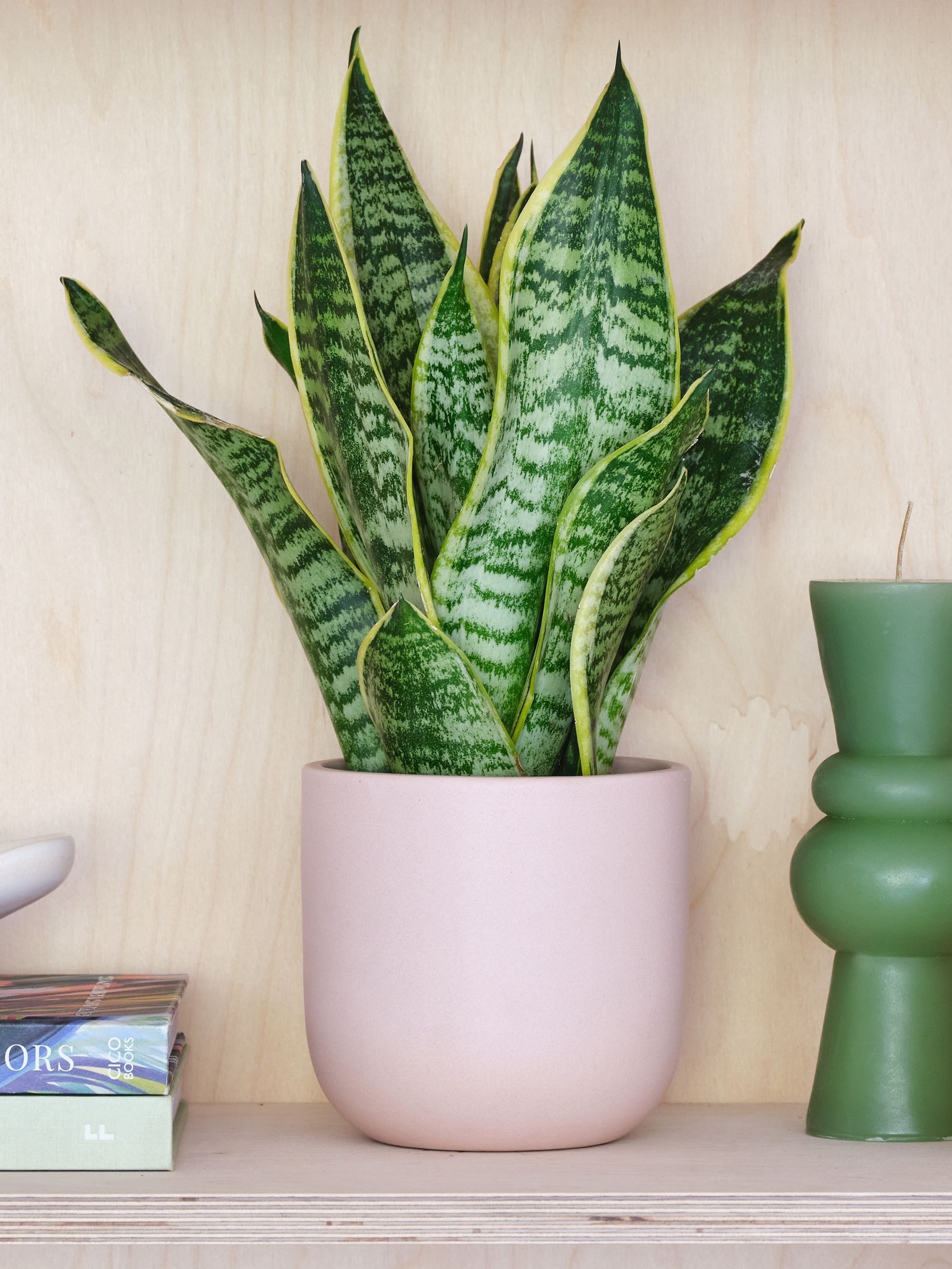 Beards & Daisies Pink Clay Real Snake Plant in Earthenware Pot Set