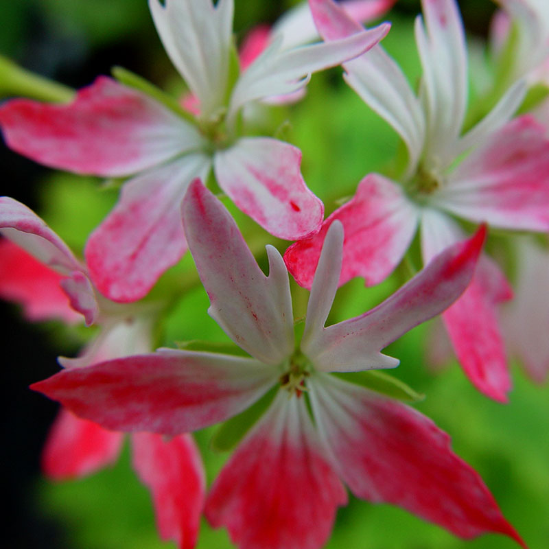 Stjärnpelargon 'Peppermint Star'