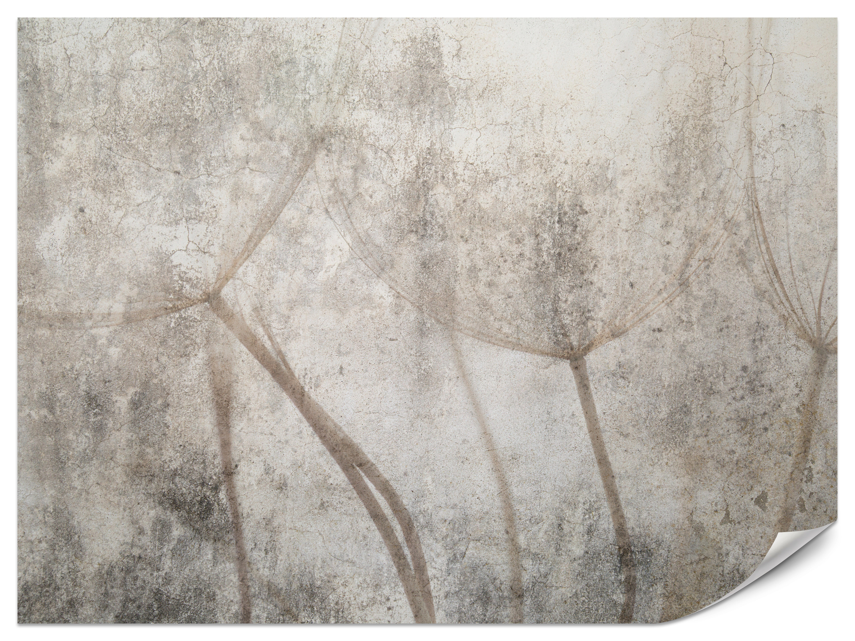 Fototapeta Nasiona dmuchawca na betonie 100x70cm