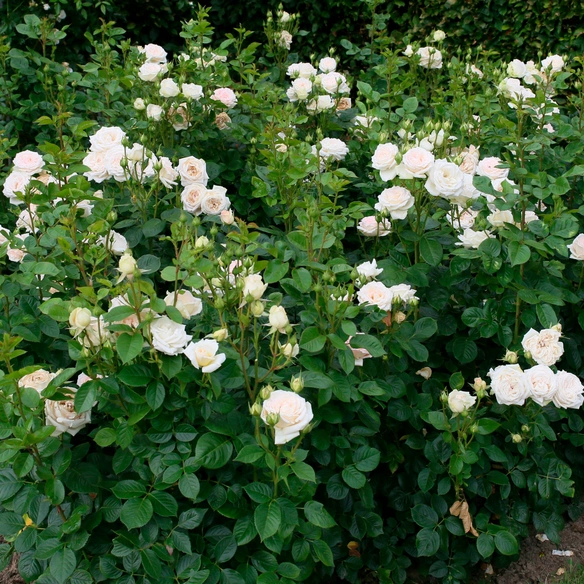 Edelrose, Rosa »Madame Anisette®«, Blüte: creme, gefüllt