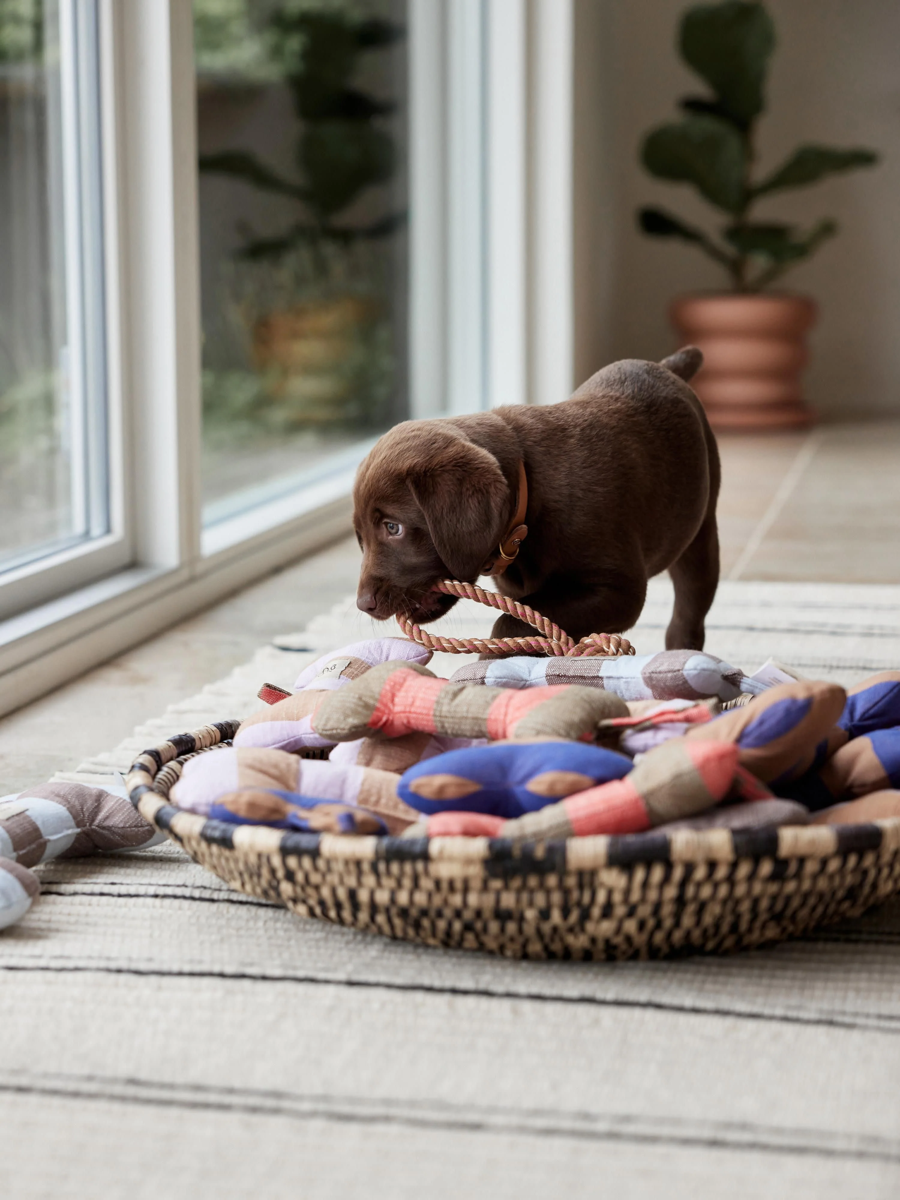 Hundespielzeug Ashi in Knochen-Form, in verschiedenen Größen