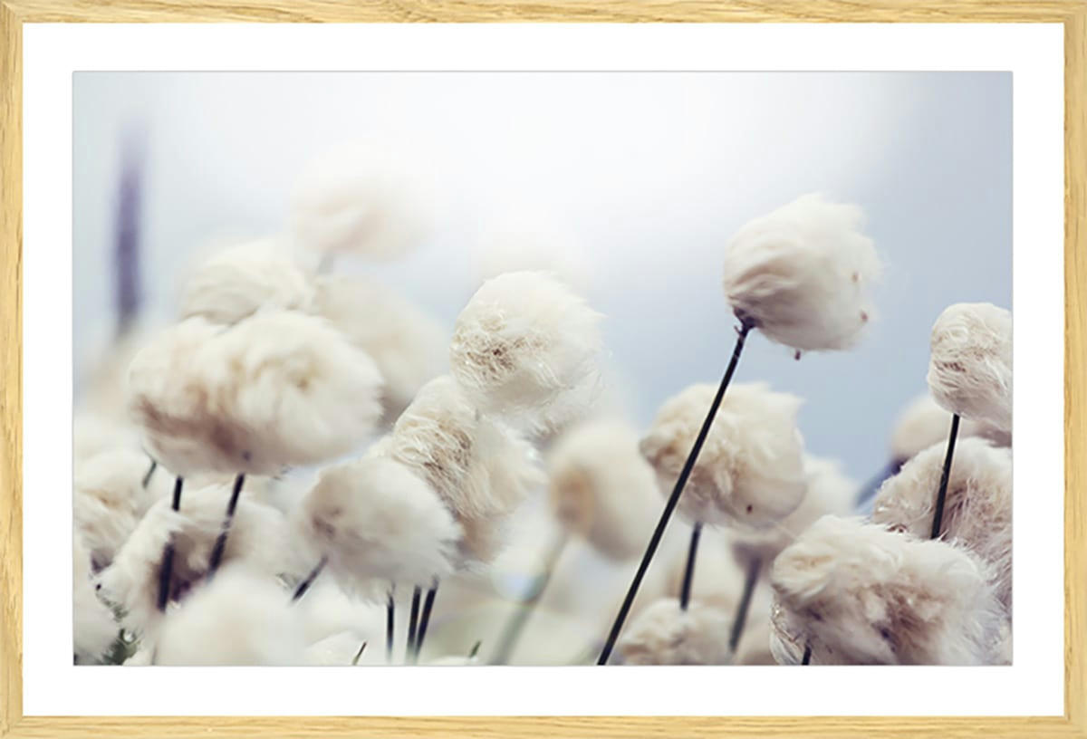 - Affiche fleurs de coton au vent avec cadre 30x20cm