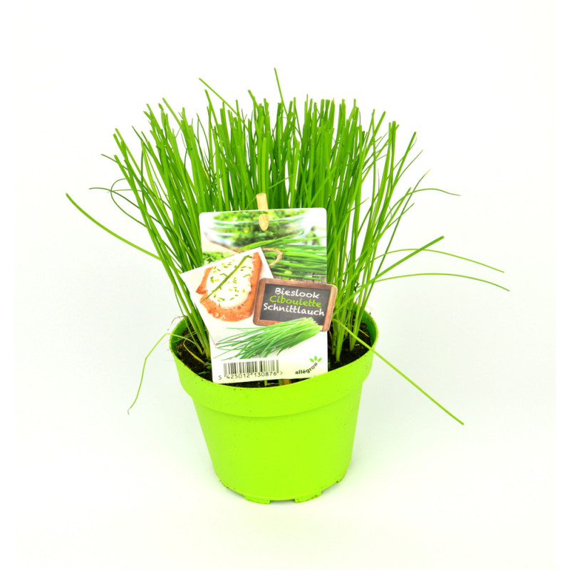 Ciboulette en pot