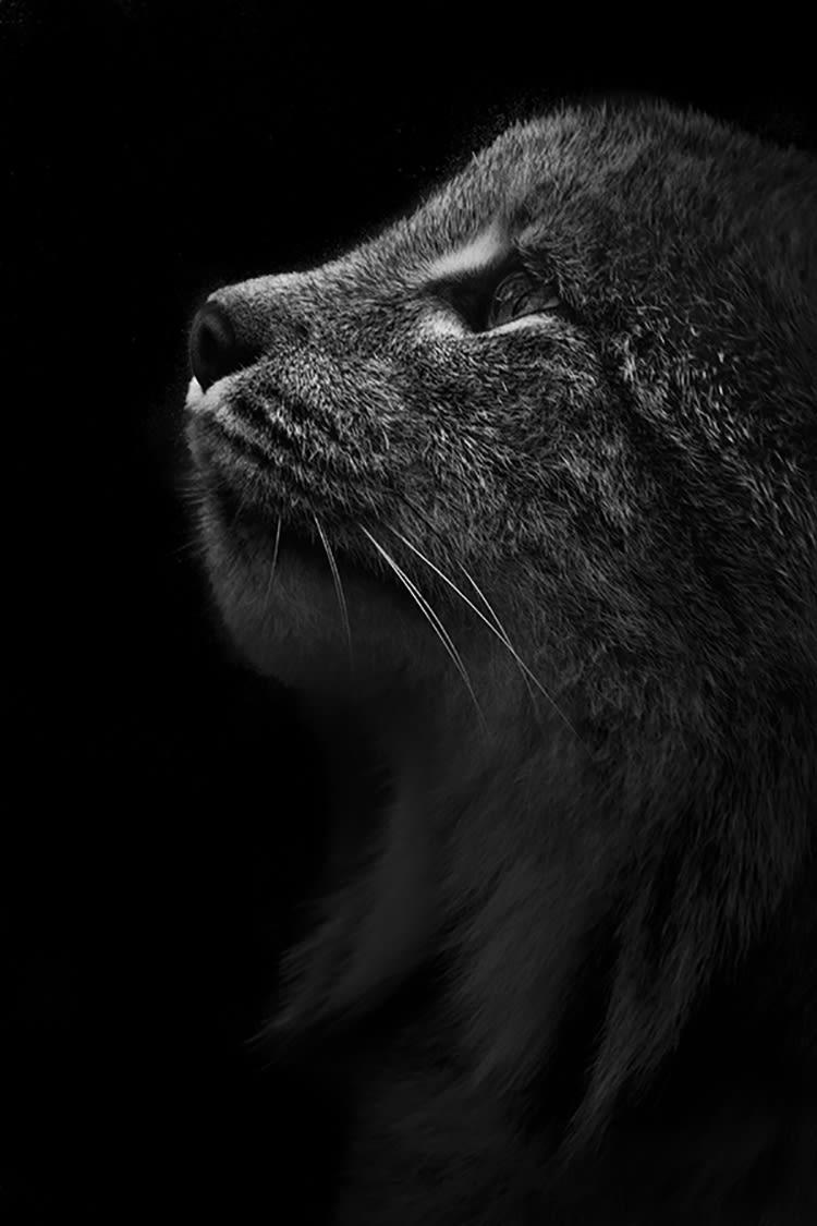 LYNX - Photographie d'art de Guillaume Mordacq  60x90 cm sur alu