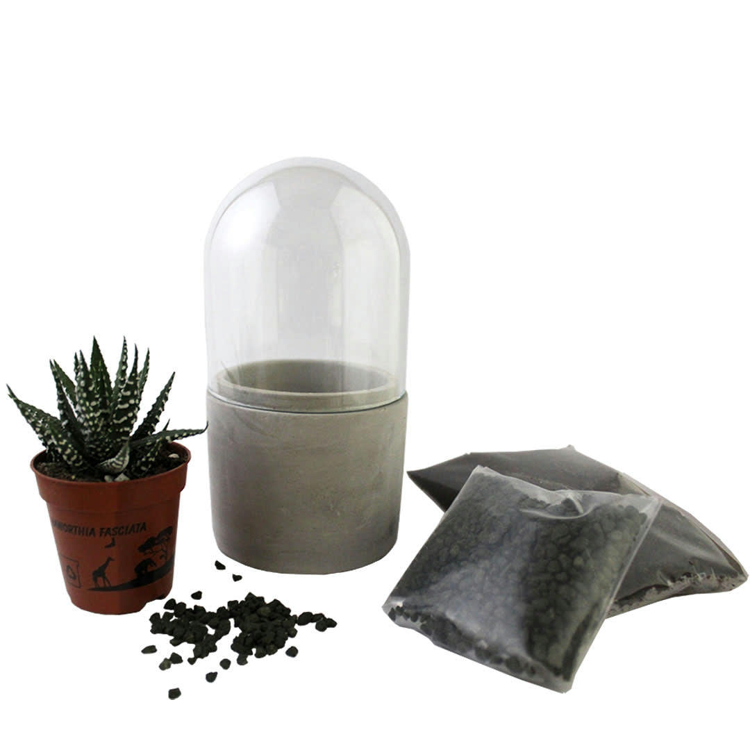 - Mini kit terrarium succulente vert/blanc H.16cm