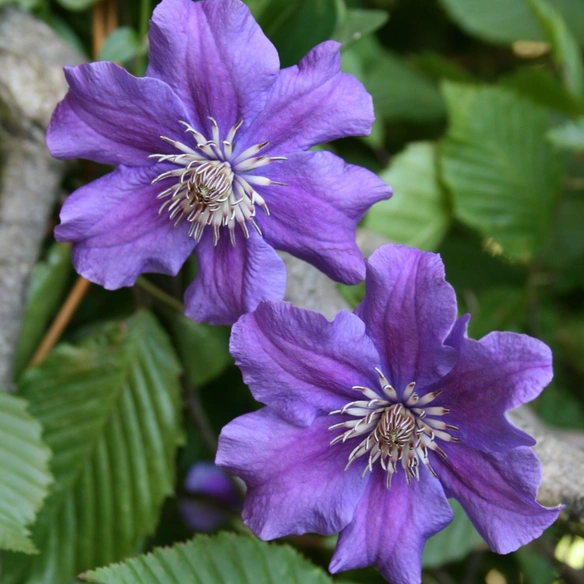 Waldrebe, Clematis »Asvha«, Blüte: violett