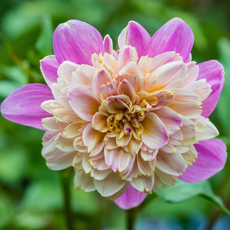 Anemondahlia 'Take Off'