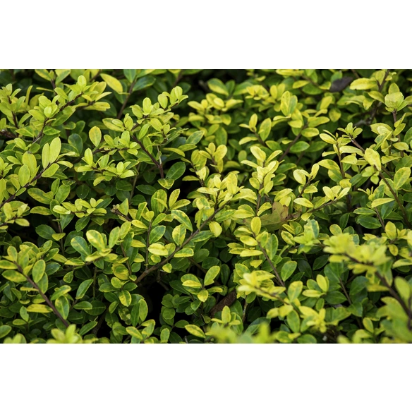 Zwerg-Stechpalme, Ilex crenata »Golden Gem«, Blätter: gelb, Blüten: weiß