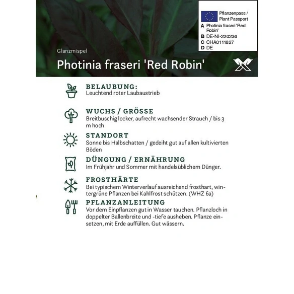 Rote Glanzmispel, Photinia fraseri »Red Robin «, Blätter: grün/rot, Blüten: weiß