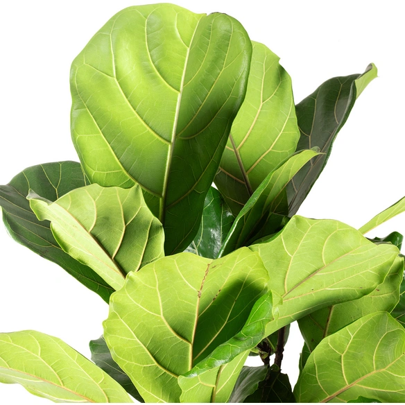 Zimmerpflanze, Geigenfeige verzweigt - Ficus Lyrata - Höhe ca. 115 cm, Topf-Ø 30 cm