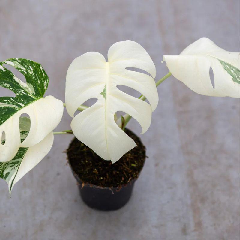 Monstera Albo Variegata Live Plant Starter Plant Rare Variegated Aroid Tropical Indoor Houseplant Collector